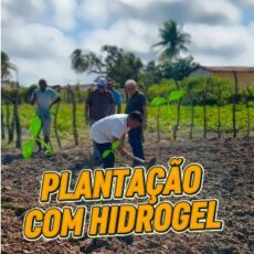 Palmas com hidrogel: inovação e sustentabilidade no campo