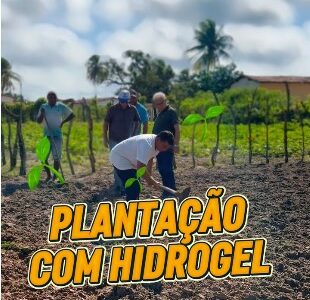 Palmas com hidrogel: inovação e sustentabilidade no campo