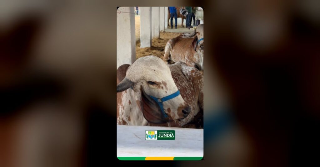Jundiá presente na Festa do Boi!